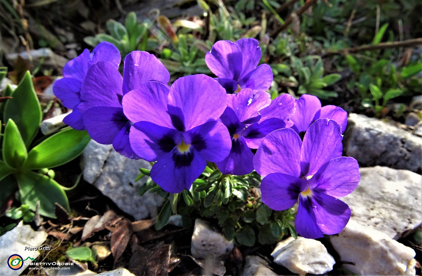 25 Viola di Duby (Viola dubyana).JPG